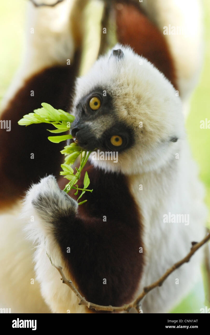 dr martens pascal rose