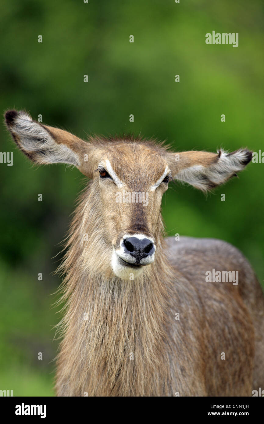 Kobus ellipsiprymnus Common Waterbuck femelle adultes close-up cou tête Sabi Sabi Game Reserve Afrique du Sud Kruger N.P Banque D'Images