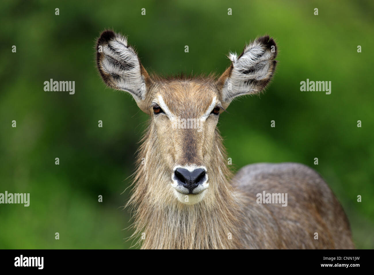 (Kobus ellipsiprymnus Common Waterbuck) femelle adulte, close-up de tête, Sabi Sabi Game Reserve, Kruger N.P., Afrique du Sud Banque D'Images