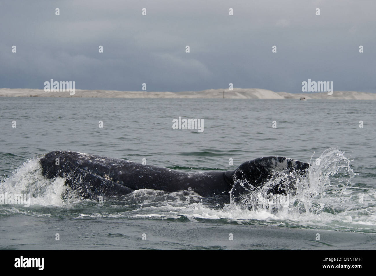 Baleine grise Eschrichtius robustus surfaçage adultes lagon à l'Ojo de Liebre Scammon's Lagoon Parque Natural de la Banque D'Images