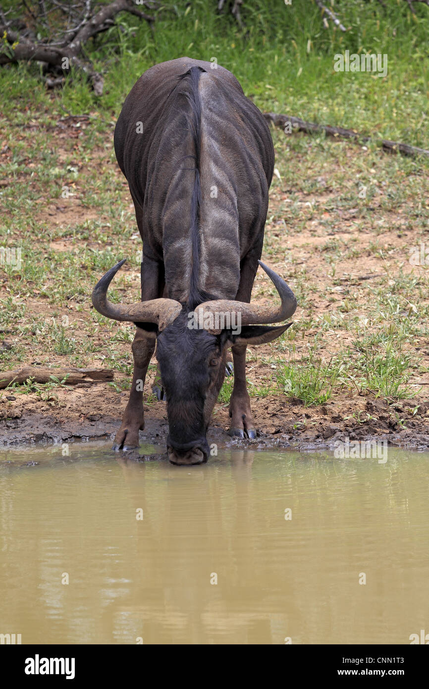 Le Gnou bleu (Connochaetus taurinus) adulte, l'alcool à Waterhole, Sabi Sabi Game Reserve, Kruger N.P., Afrique du Sud Banque D'Images