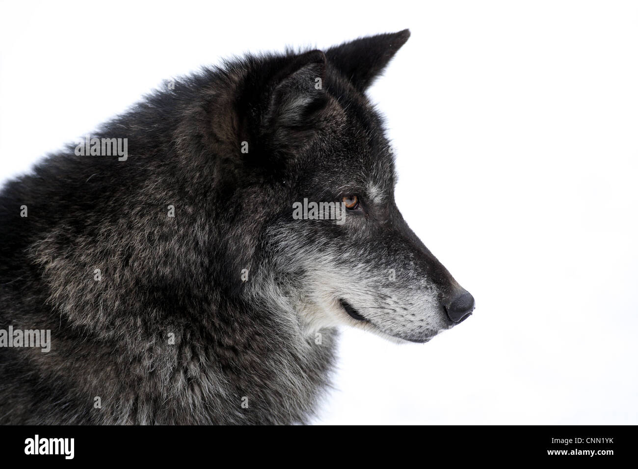 Tete de loup profile Banque de photographies et d'images à haute résolution  - Alamy