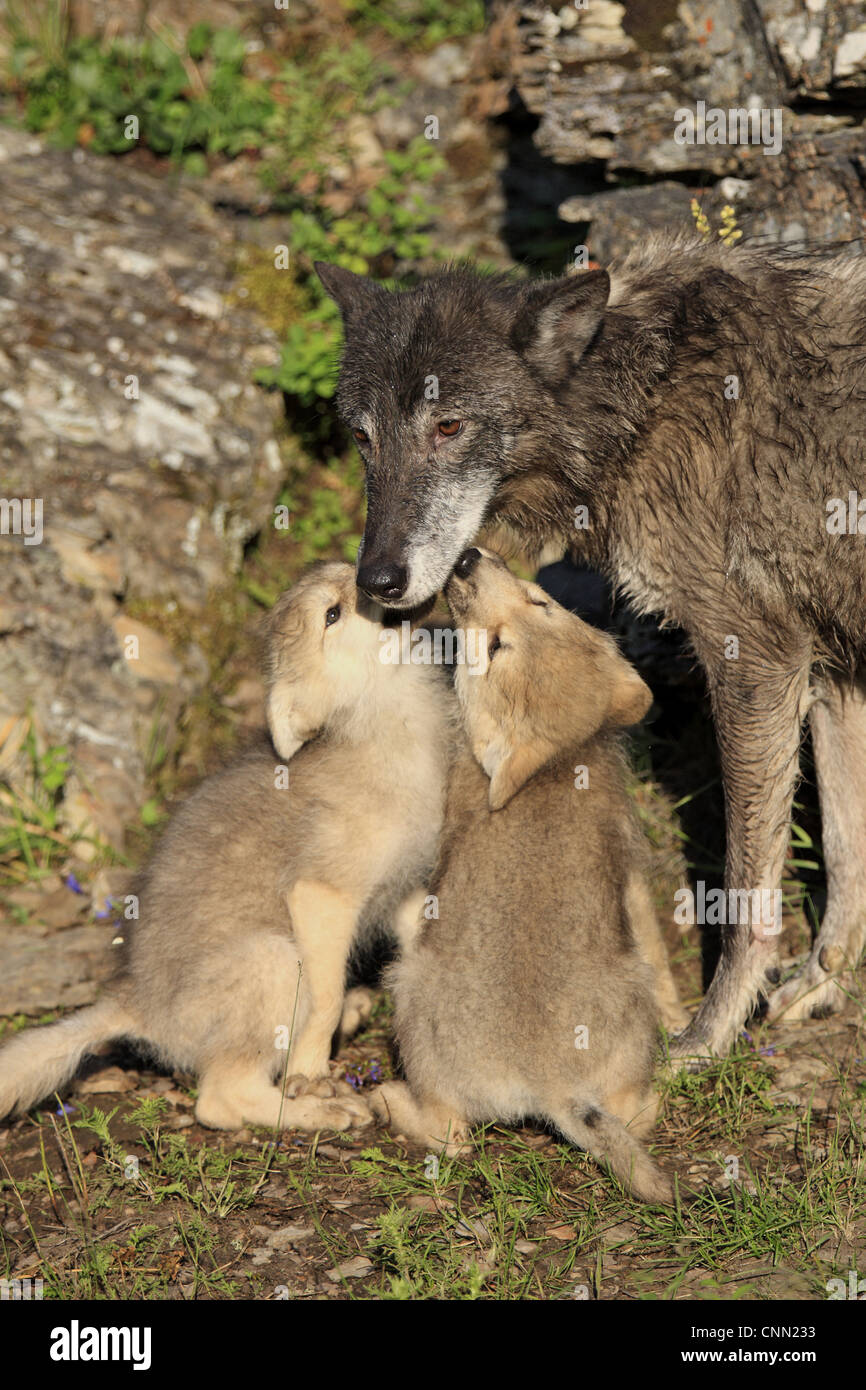 Le loup (Canis lupus) femelle adulte avec huit semaines d'oursons, mendier de la nourriture, Montana, États-Unis d'Amérique, en juin (captifs) Banque D'Images