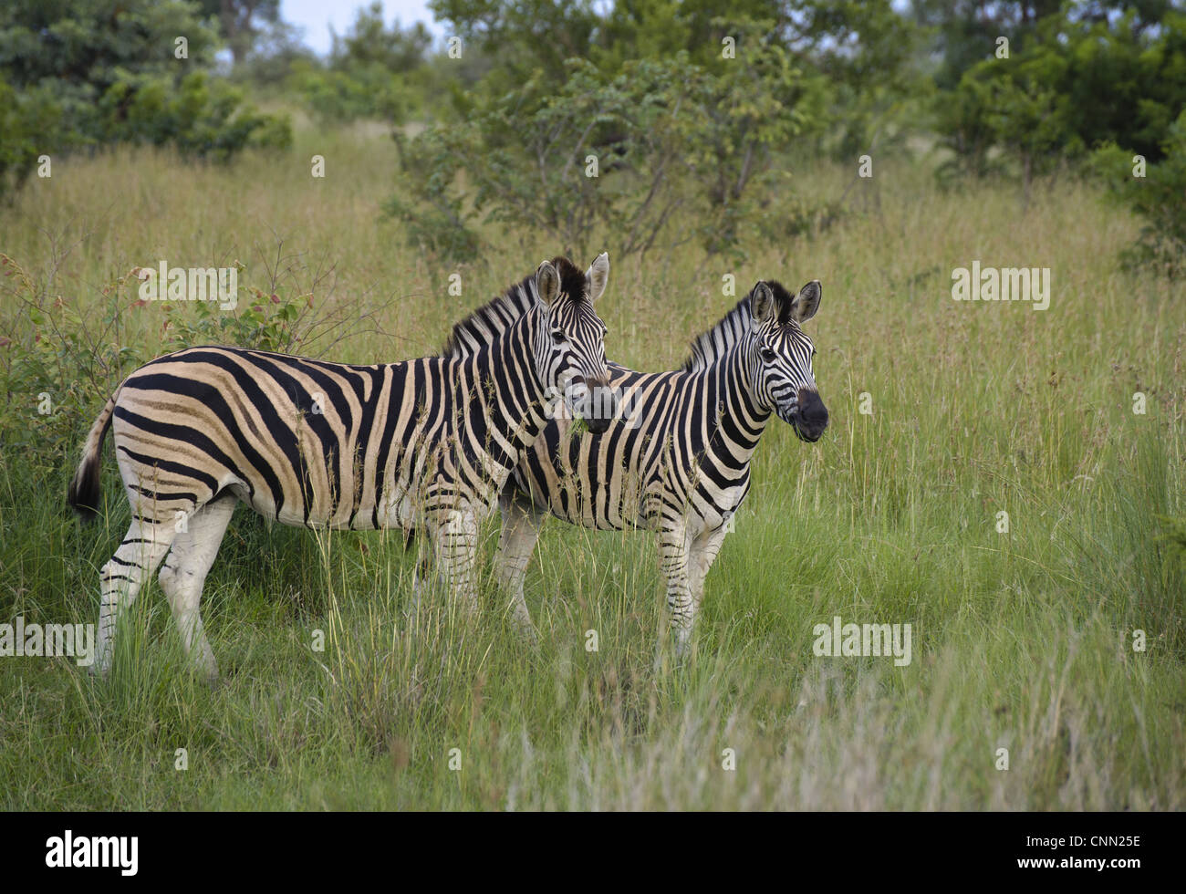 Le zèbre de Burchell (Equus quagga burchellii) deux adultes, debout dans l'herbe haute, N.P., Kruger Mpumalanga, Afrique du Sud Banque D'Images