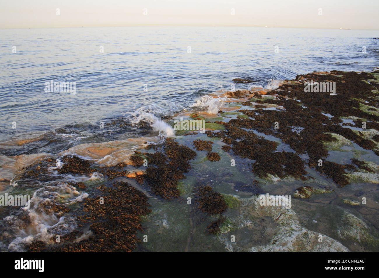 Éperon rocheux des algues sur le plage marée montante au coucher du soleil corniche Bembridge Bembridge Isle Wight avant-pays Angleterre juin Banque D'Images