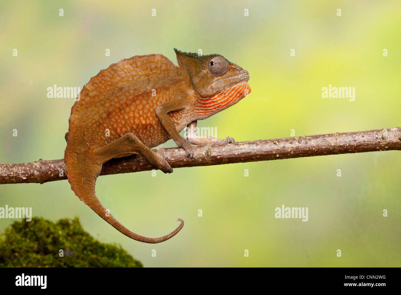 Cormoran à Chameleon (Trioceros cristatus) mâle adulte, s'accrochant à des rameaux, l'Afrique de l'Ouest (captive) Banque D'Images