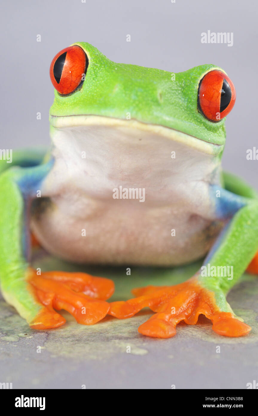 Rainette aux yeux rouges (agalychnis callidryas) des profils Banque D'Images