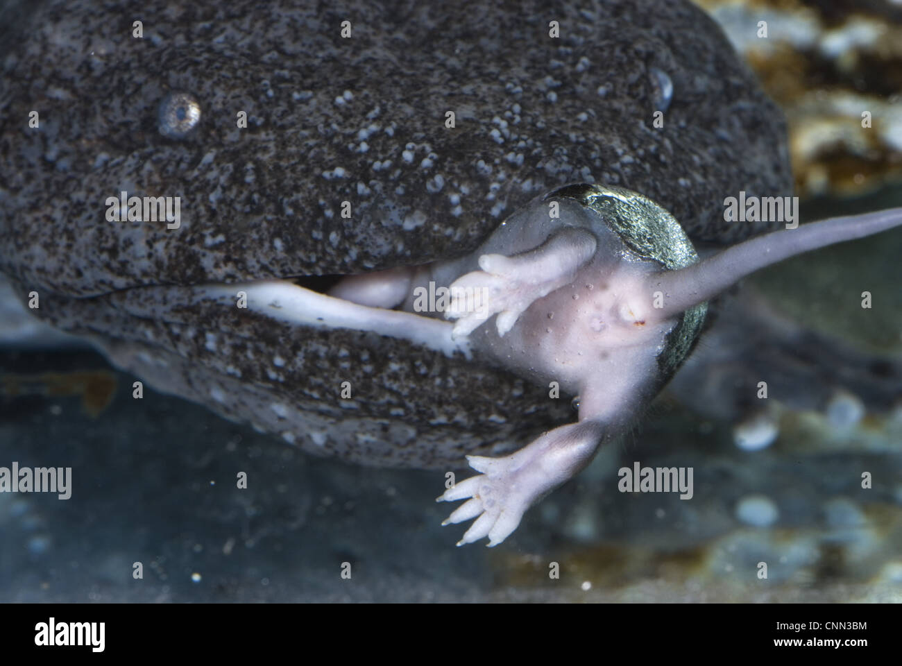 Cryptobranchus alleganiensis Hellbender close-up adultes nourrir bébé tête sous l'eau de la souris Washington U.S.A laboratoire captif) Banque D'Images
