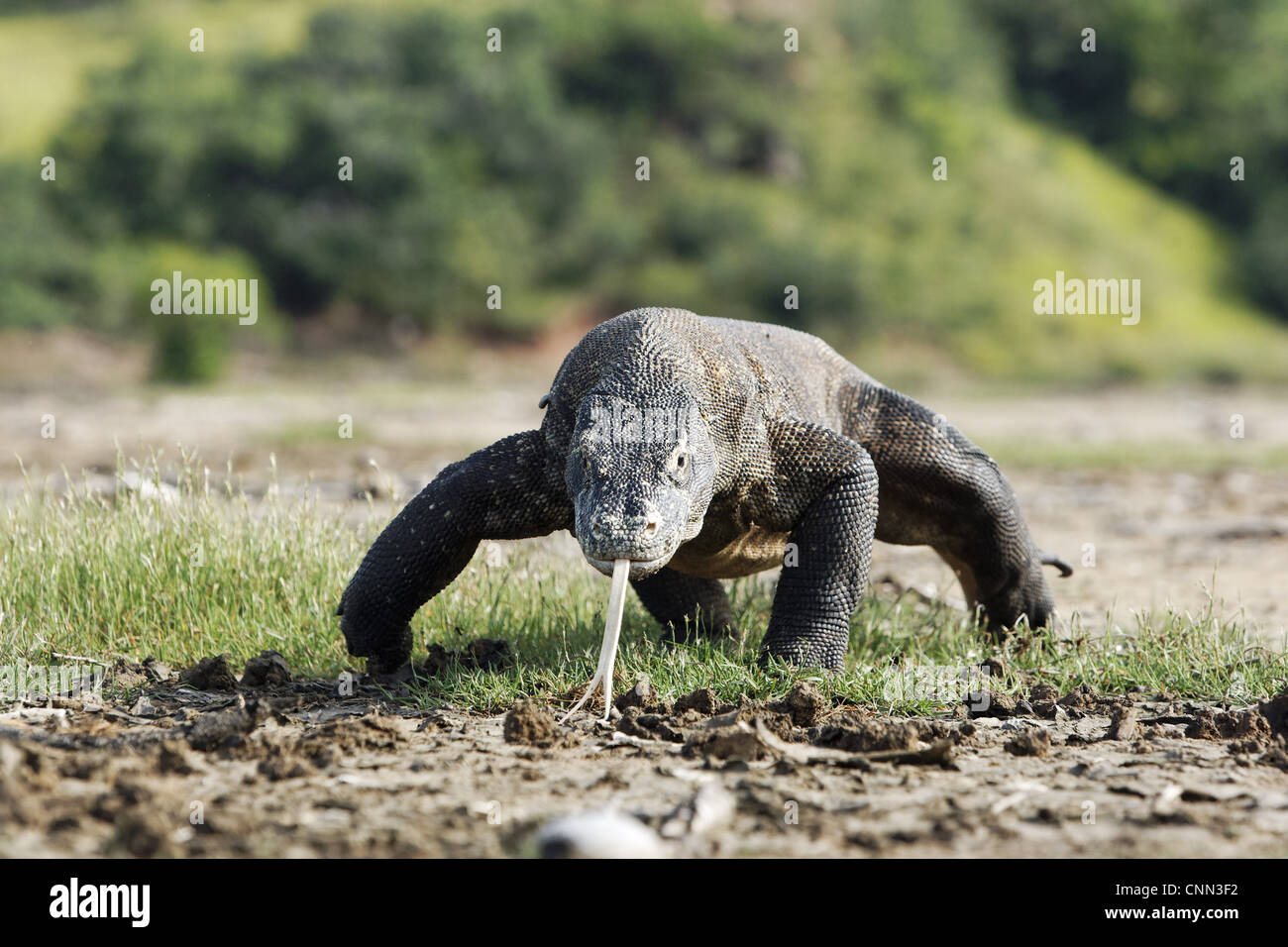 Dragon de Komodo Varanus komodensis balades adultes langue fourchue feuilleter l'île de Komodo Komodo N.P moindre Îles de la sonde en Indonésie Banque D'Images