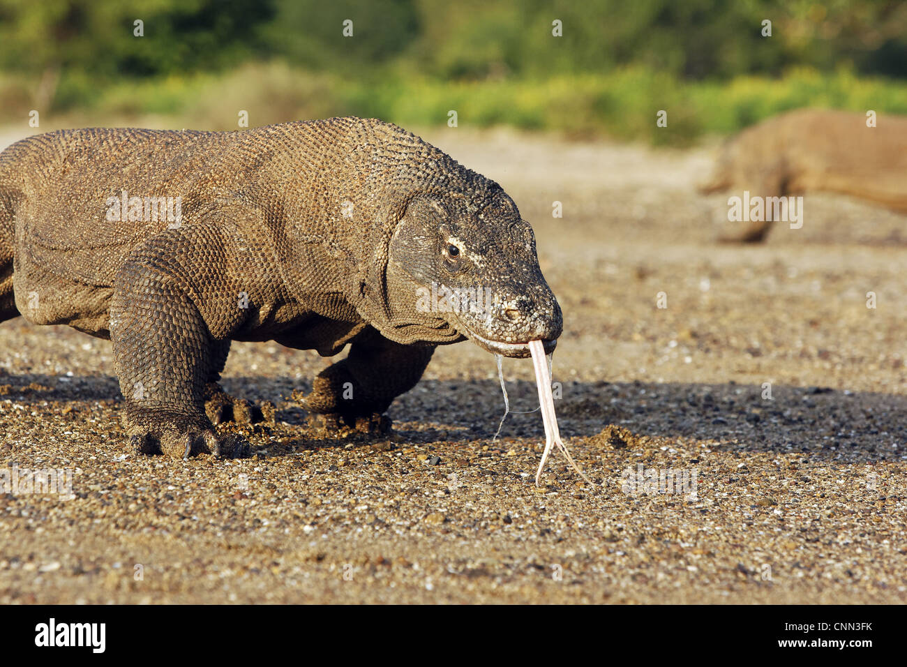 Dragon de Komodo Varanus komodensis balades adultes effleurant la langue fourchue de bave Komodo Komodo Island salive N.P moindre Sunda Banque D'Images