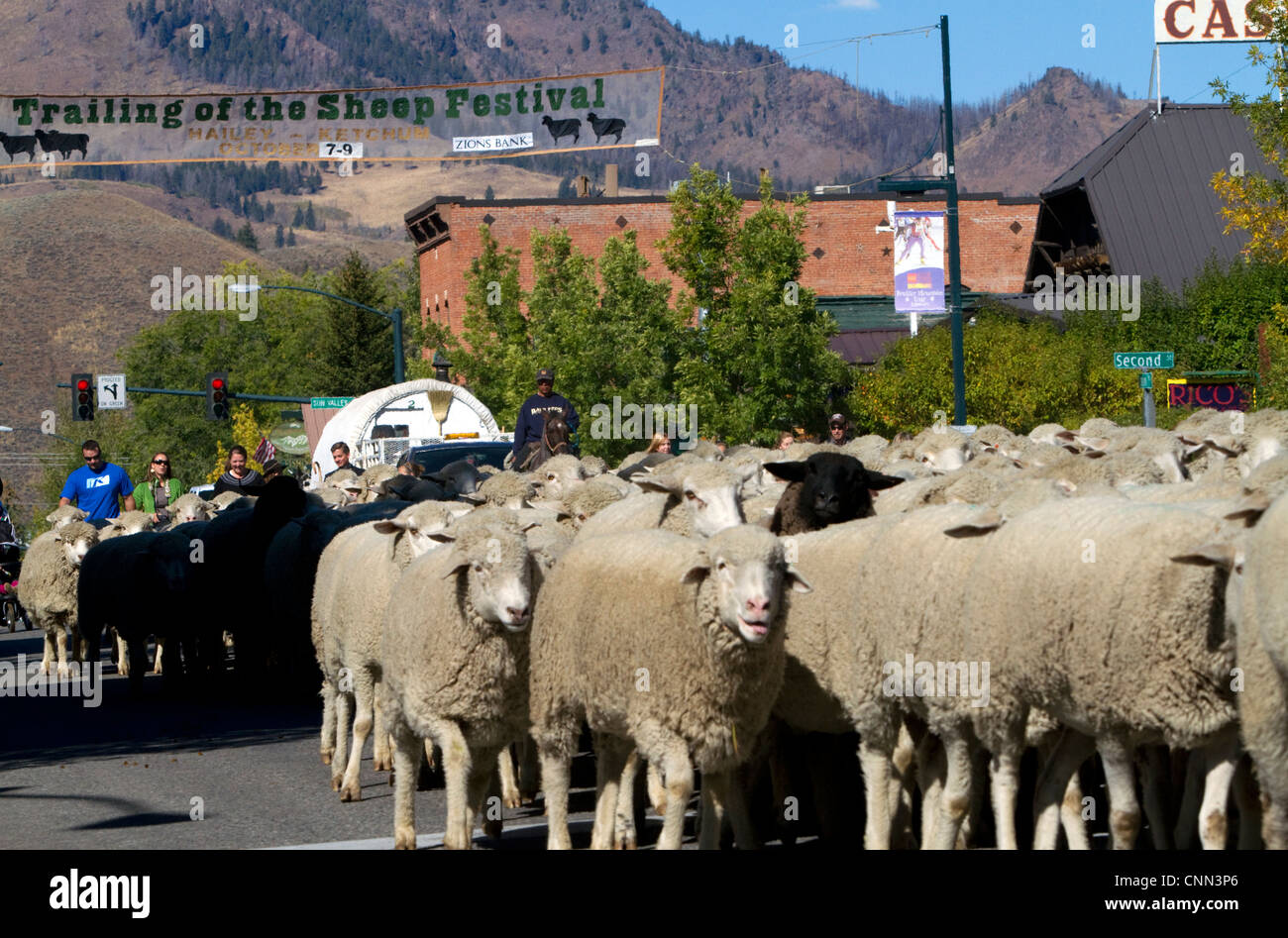 Les ovins étant déplacé à leurs pâturages d'hiver sur le bord de la Parade des moutons sur la rue Main à Ketchum, Idaho, USA. Banque D'Images