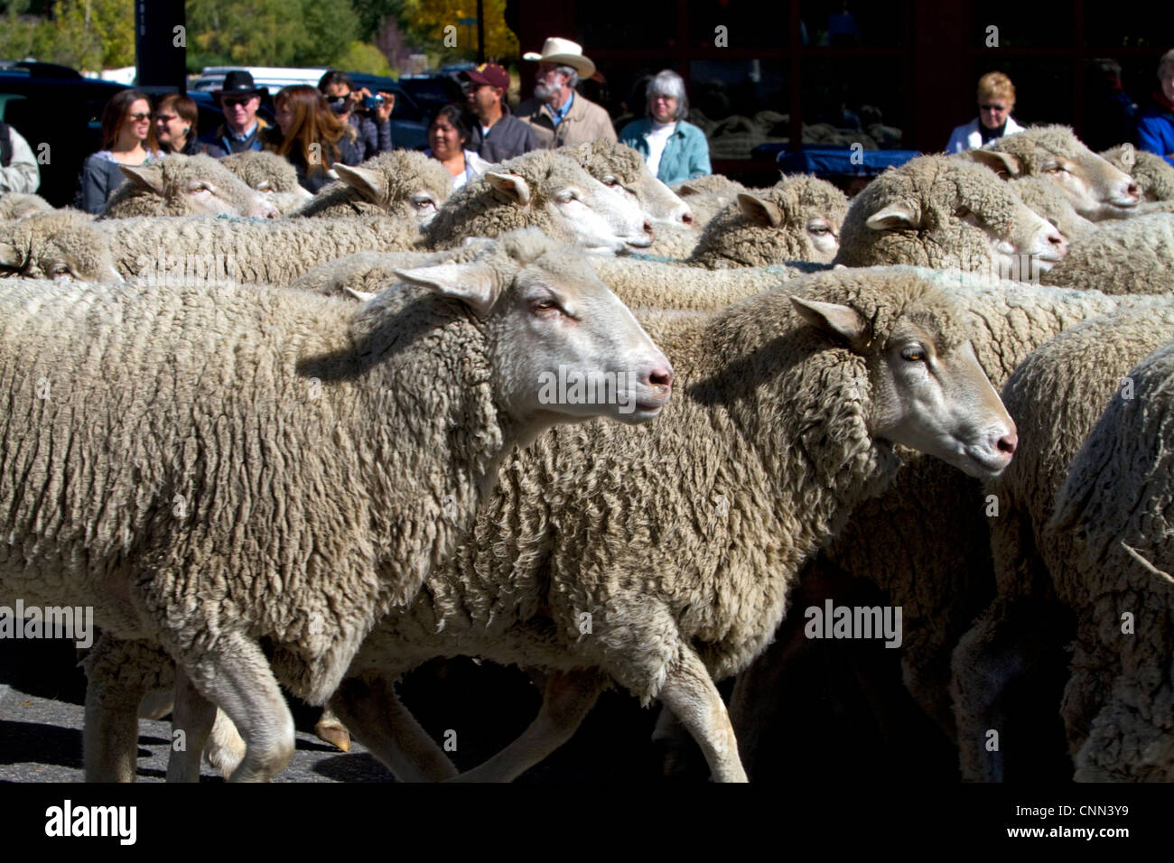 Les ovins étant déplacé à leurs pâturages d'hiver sur le bord de la Parade des moutons sur la rue Main à Ketchum, Idaho, USA. Banque D'Images