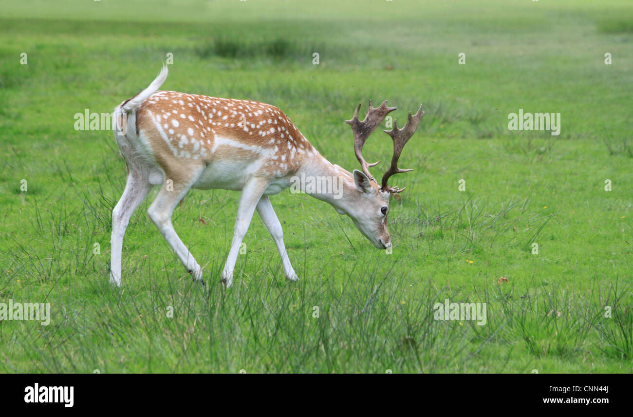 Daims adultes cerf broutant dans les prairies ouvertes en Angleterre. Banque D'Images
