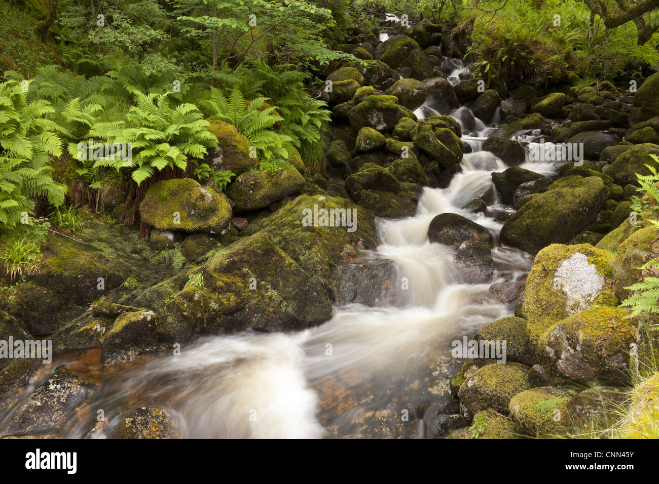 Cascades le ruisseau rocheux de Woodland, Ecosse, juin Banque D'Images