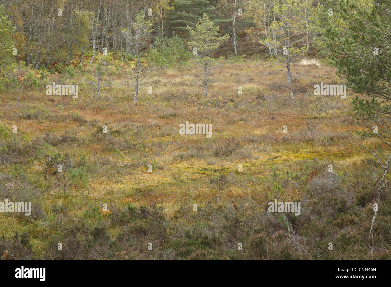 Habitat tourbières bombées le pin sylvestre Pinus sylvestris arbres entre les eskers Muir Muir Dinnet, réserve naturelle nationale Deeside Banque D'Images