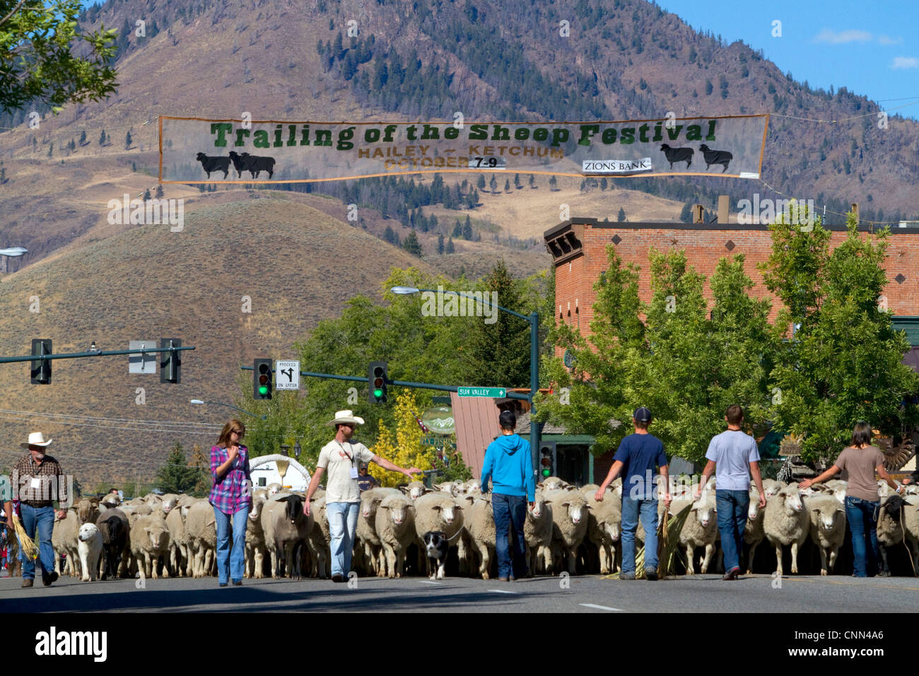 Les ovins étant déplacé à leurs pâturages d'hiver sur le bord de la Parade des moutons sur la rue Main à Ketchum, Idaho, USA. Banque D'Images