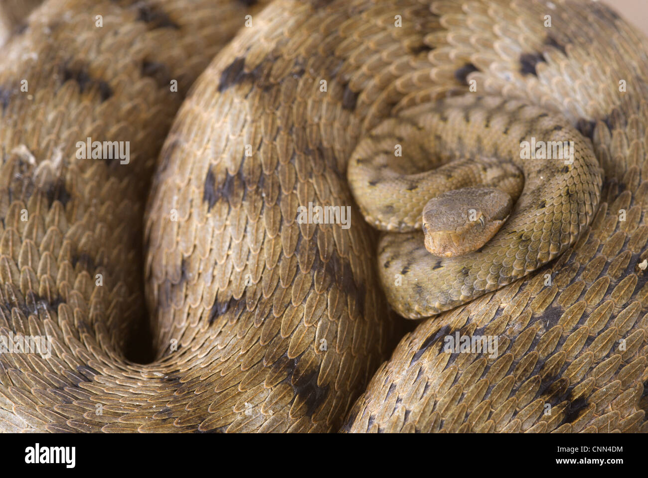 Vipère aspic (Vipera aspis) jeunes nouvellement né, reposant sur les bobines de mère, Moconesi, Genova, Liguria, Italie Banque D'Images