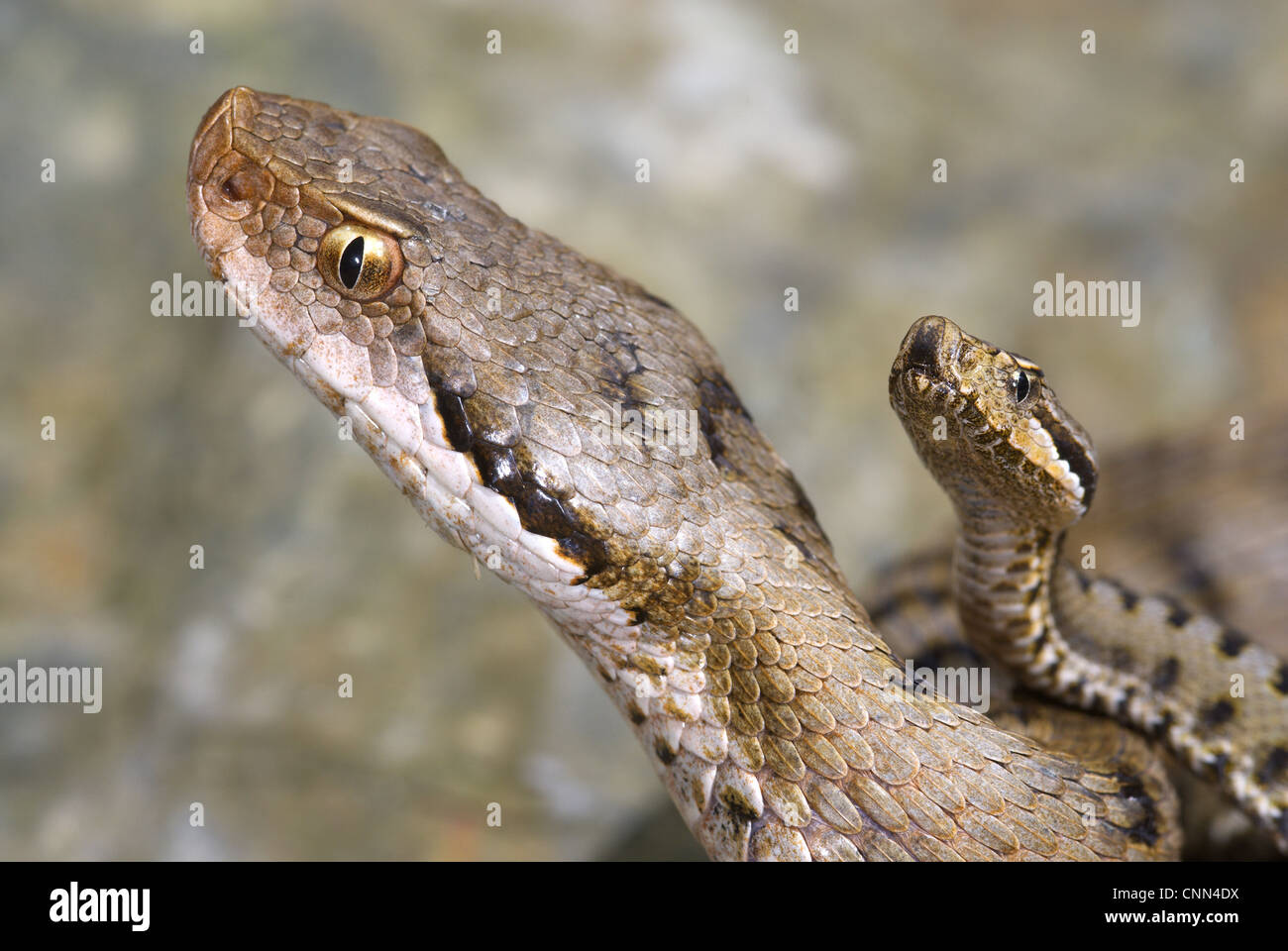 Vipère aspic (Vipera aspis) femelle adulte avec les jeunes nouvellement né, close-up de tête, Val Borbera, Alessandria, Piémont, Italie Banque D'Images