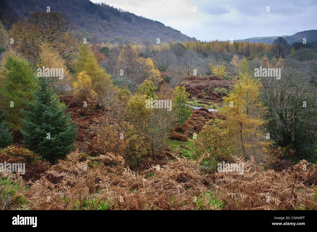 Voir d'habitat boisé sur country estate, Powerscourt Estate, Enniskerry, comté de Wicklow, Irlande, novembre Banque D'Images