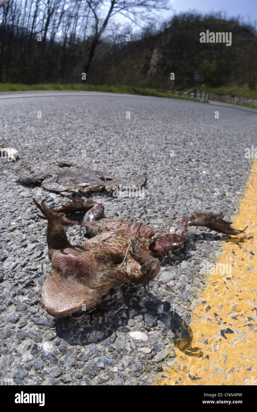 Crapaud commun (Bufo bufo) adultes morts, tués sur la route tout en essayant d'atteindre le site de reproduction, dans le Nord de l'Italie, avril Banque D'Images