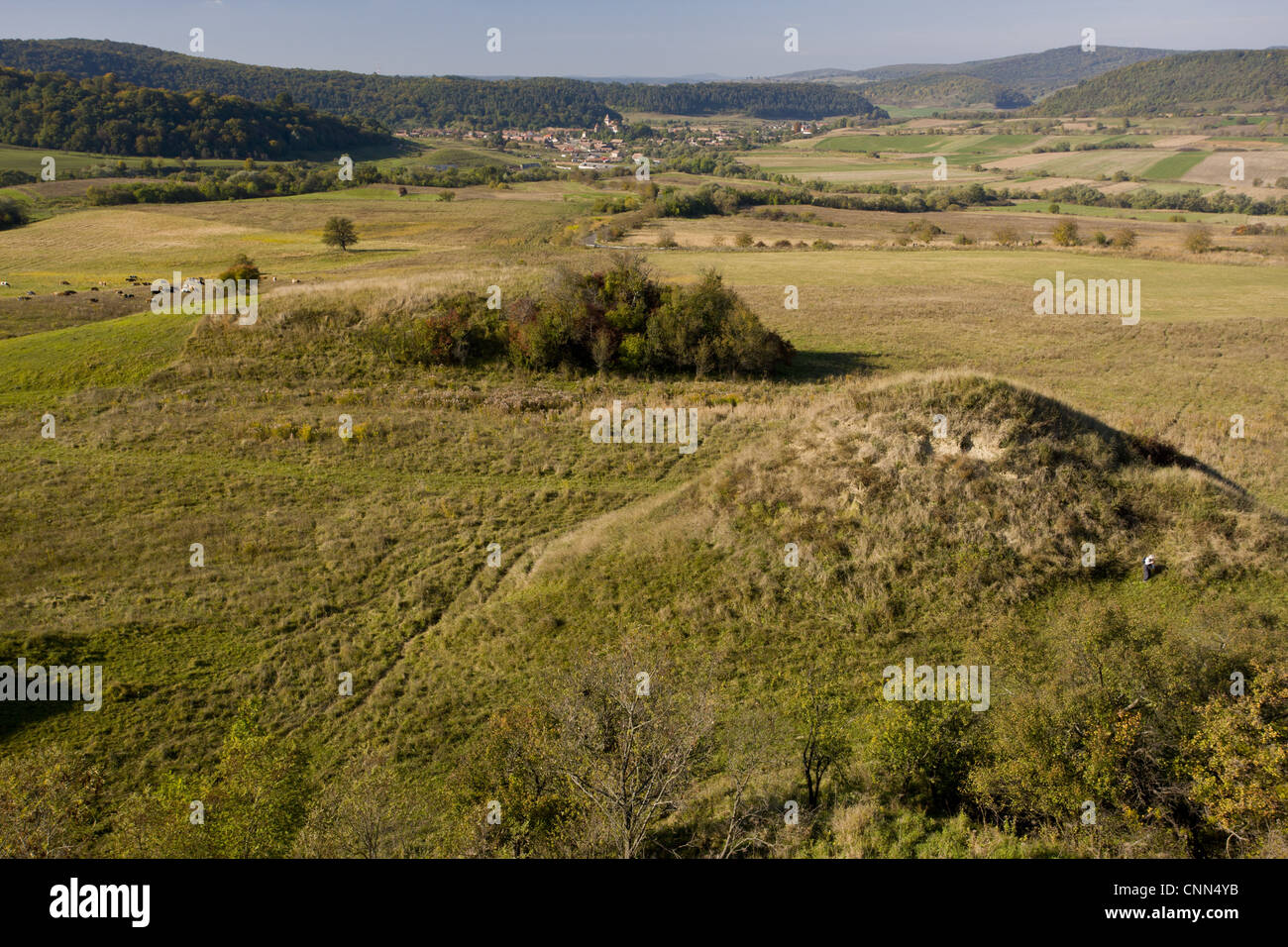 Vue sur le vieux pâturage avec tumps, autour de vieux saxon village, Apold, Transylvanie, Roumanie, octobre Banque D'Images
