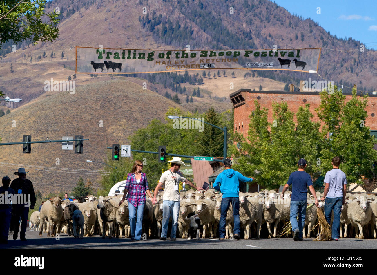 Les ovins étant déplacé à leurs pâturages d'hiver sur le bord de la Parade des moutons sur la rue Main à Ketchum, Idaho, USA. Banque D'Images