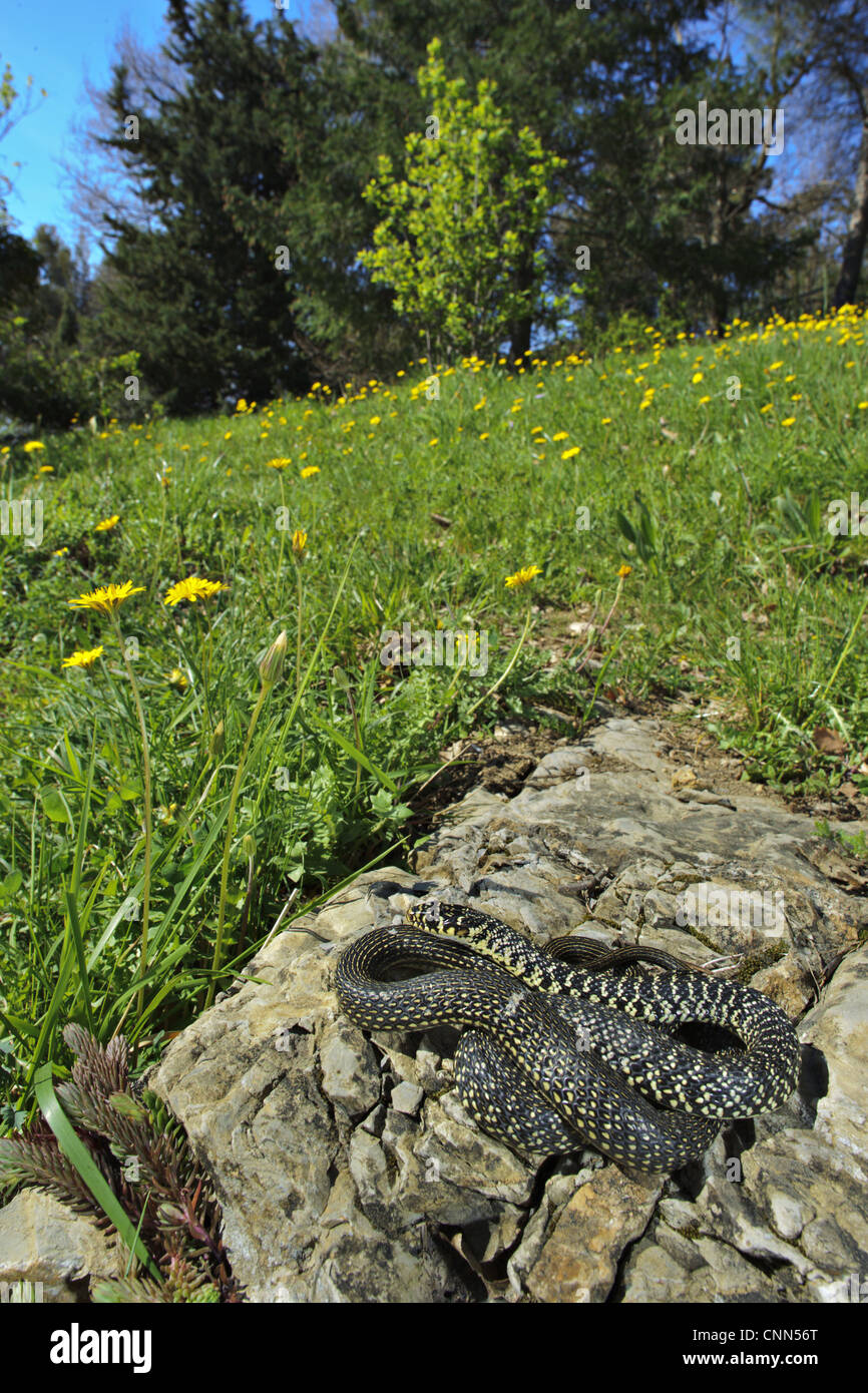 Whipsnake Hierophis viridiflavus (ouest), adultes au soleil sur rock en habitat, Italie Banque D'Images