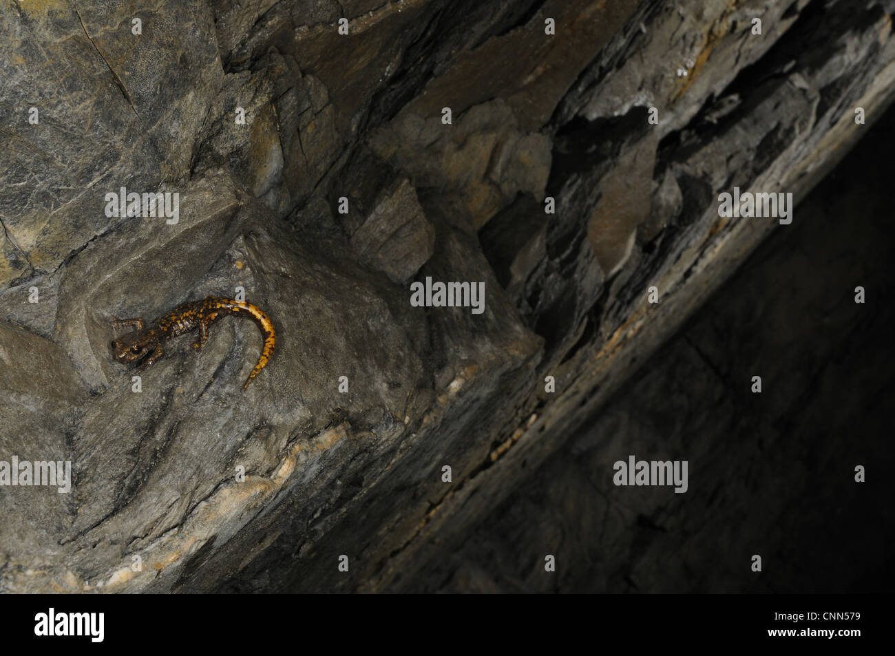 Strinati's Cave Salamander (Speleomantes strinatii) adulte, reposant sur des roches dans l'habitat troglodyte, Italie, juin Banque D'Images