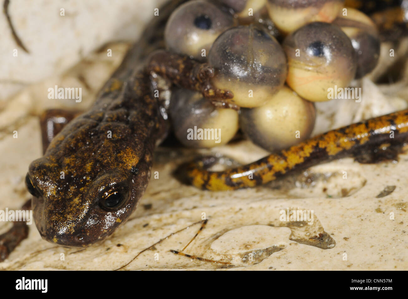 Strinati's Cave Speleomantes strinatii salamandre garde les oeufs des femelles adultes au cours du développement des embryons yeux visible Italie Juillet Banque D'Images