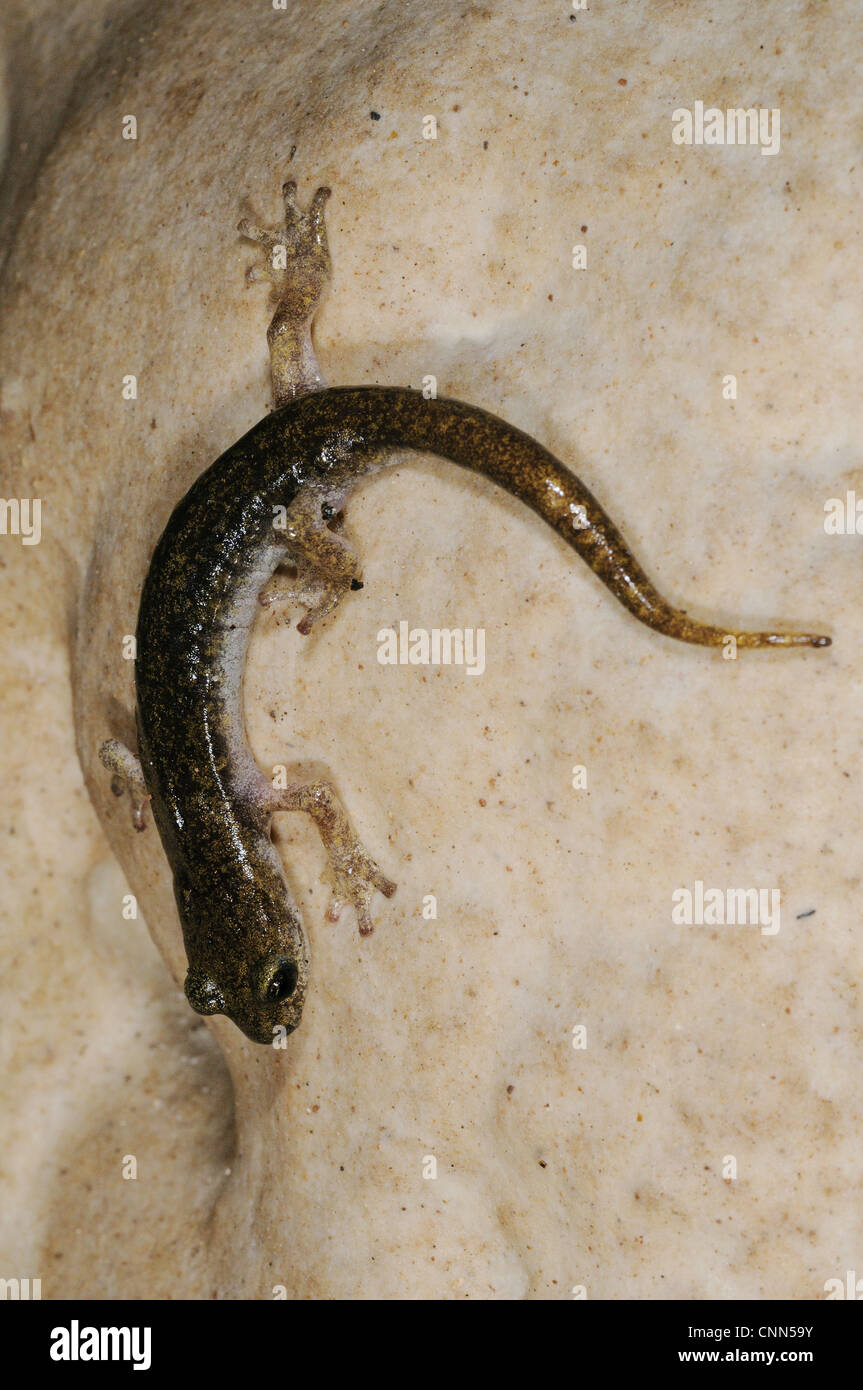 Supramontane Cave Salamander (Speleomantes supramontis) adulte, sur la roche dans la grotte, Sardaigne, Italie, juin Banque D'Images