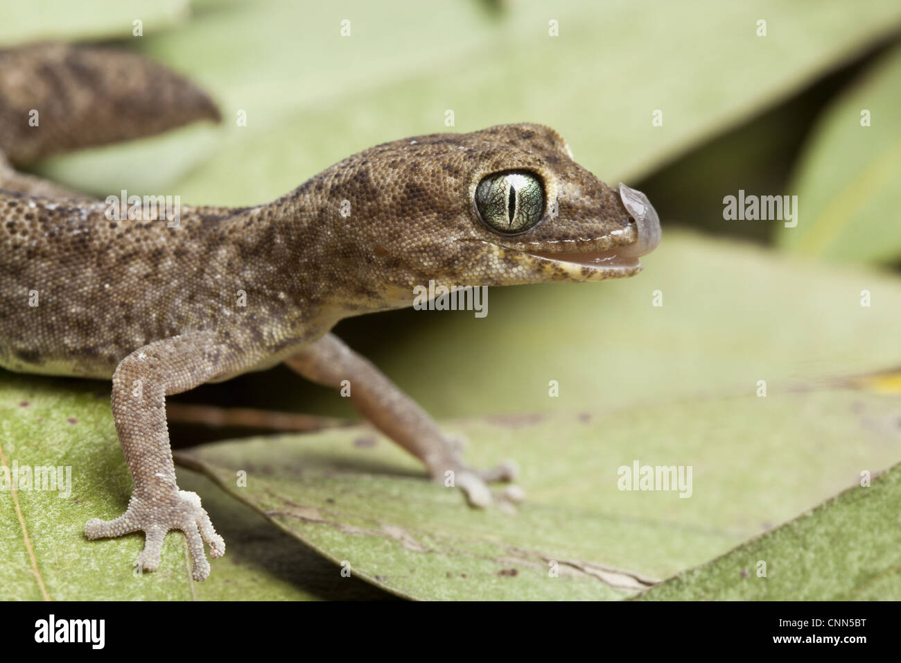Diplodactylus tessellatus tesselé (Gecko) adulte, avec la langue dehors, debout sur des feuilles d'eucalyptus, de l'Australie Banque D'Images