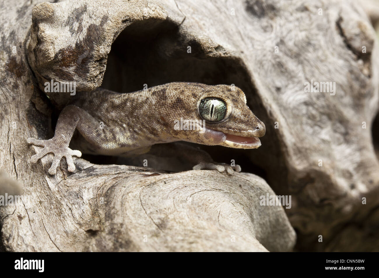 Diplodactylus tessellatus tesselé (Gecko) adulte, avec la langue, au trou dans le journal, l'Australie Banque D'Images