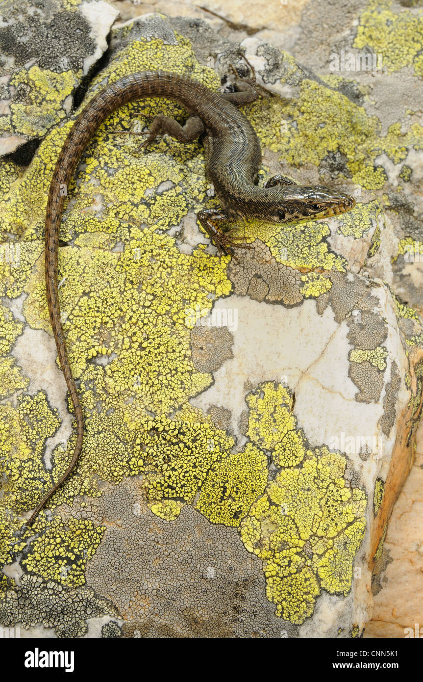 Pena de Francia lézard (Iberolacerta martinezricai) adulte, debout sur le lichen couverts rock, Espagne, octobre Banque D'Images