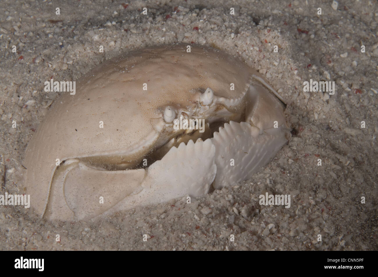 Crabe Calappa calappa case (adultes), enterré dans le sable, Mabul Island, Sabah, Bornéo, Malaisie Banque D'Images