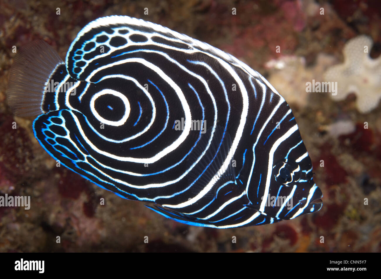 Emperor Angelfish Pomacanthus imperator (juvénile), baignade en corail, l'île d'Ambon, Moluques, Mer de Banda, Indonésie Banque D'Images