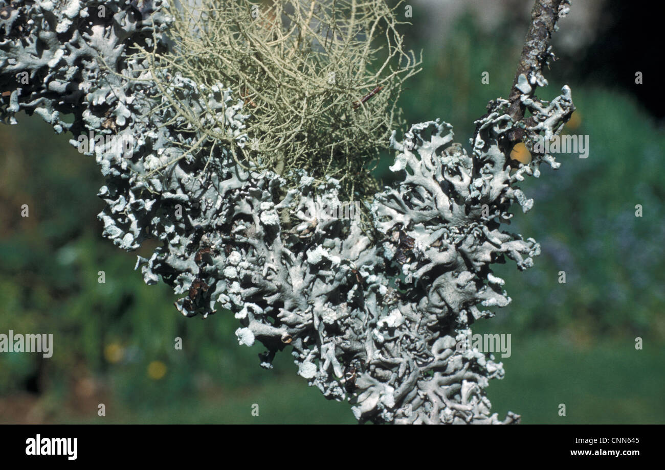 Deux lichens, Parmelia physodes (ci-dessous) Usnea comosa (ci-dessus) Banque D'Images