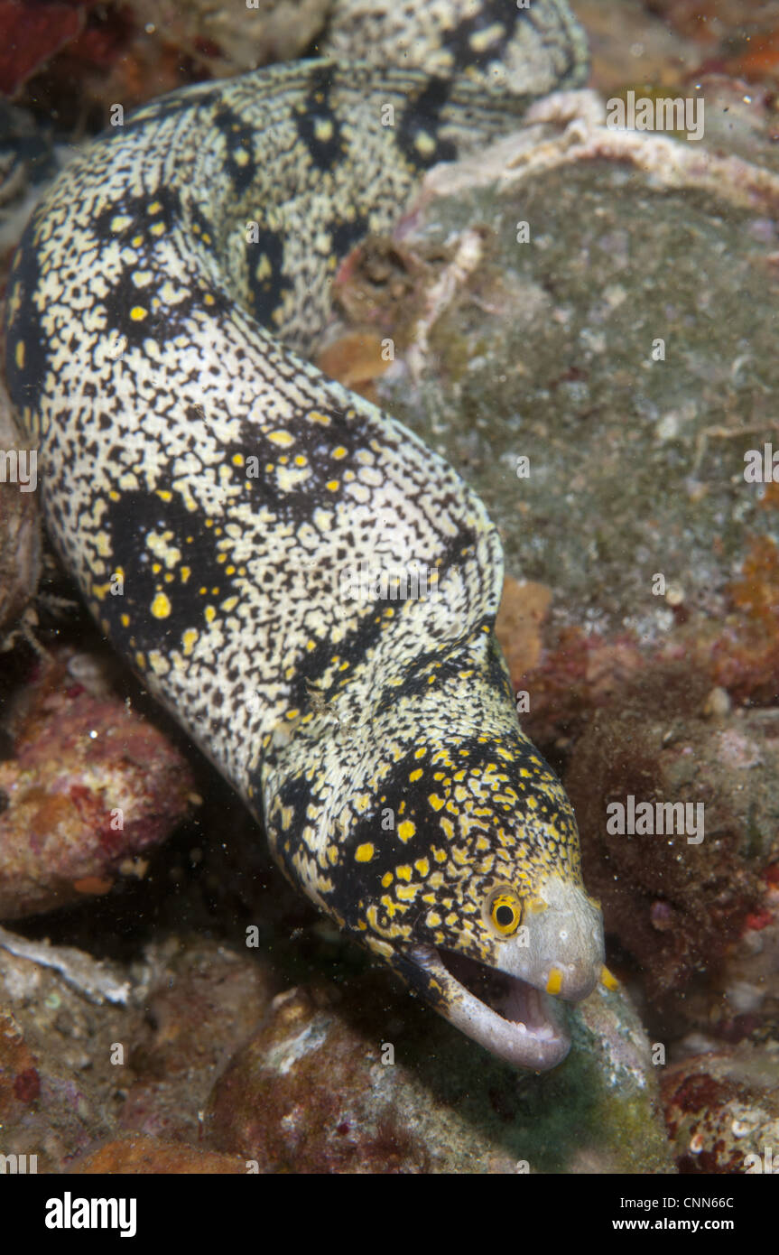 Murène flocon (Echidna nebulosa) des profils, sur l'île Reef, Ambon, Moluques, Mer de Banda, Indonésie Banque D'Images