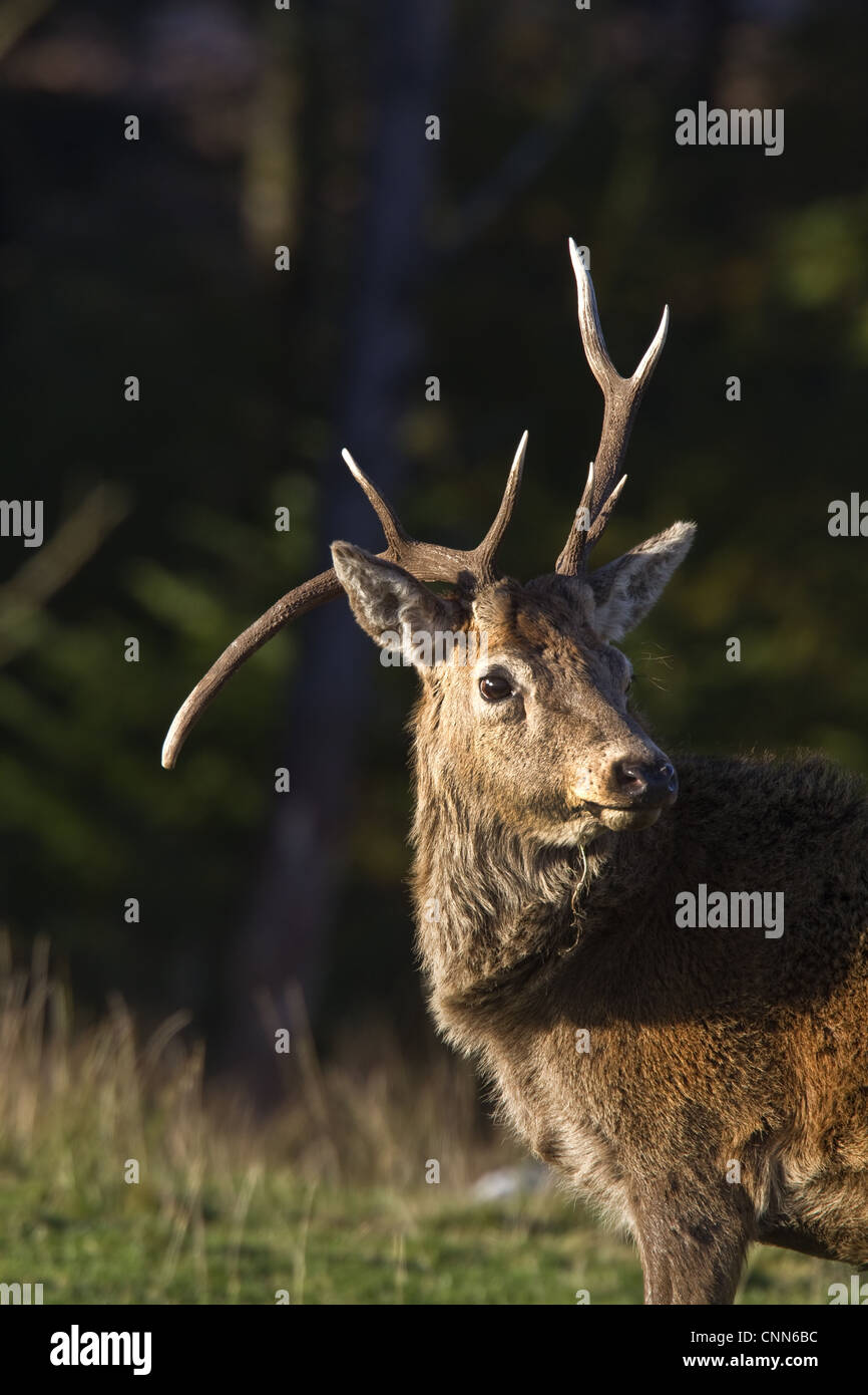 Red Deer stag déformés avec panache. Prise sur l'île de Jura, en Écosse. Banque D'Images