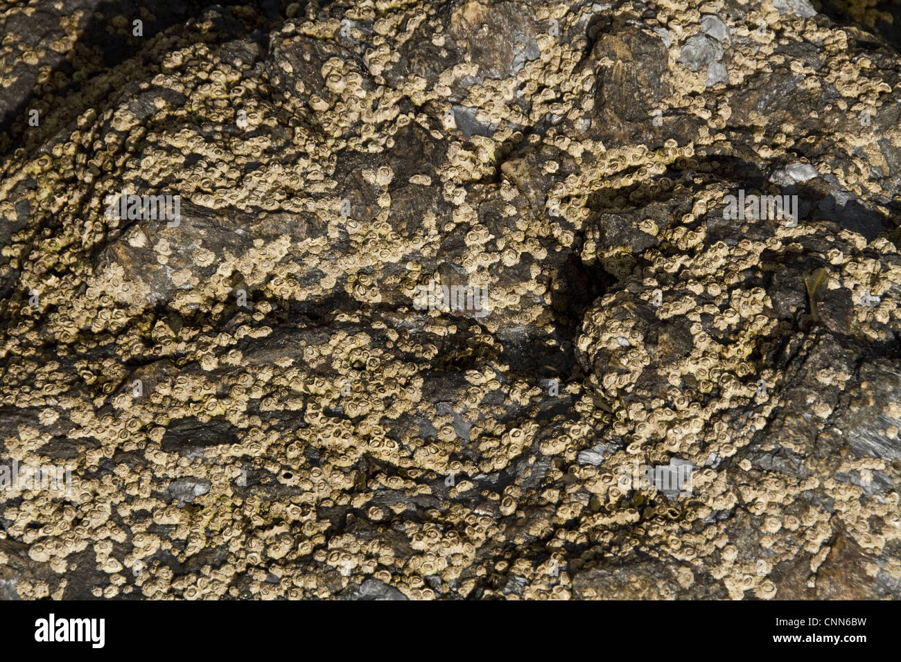 Semibalanus balanoides généralisée commune boreo-espèces arctiques acorn barnacle roches commune d'autres substrats de la zone intertidale Banque D'Images