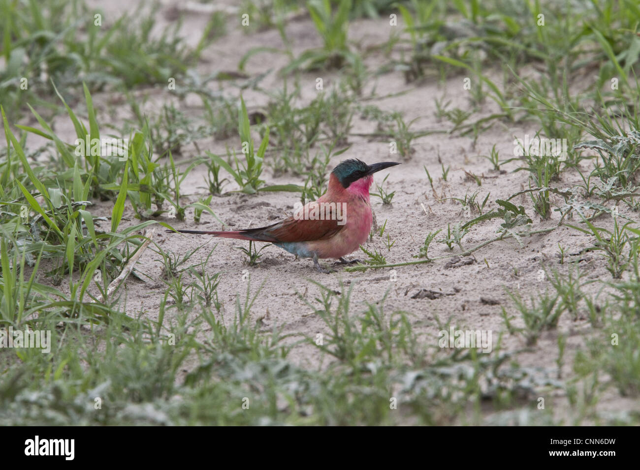 Le sud de Carmine Bee-eater, près de Savuti Botswana Banque D'Images