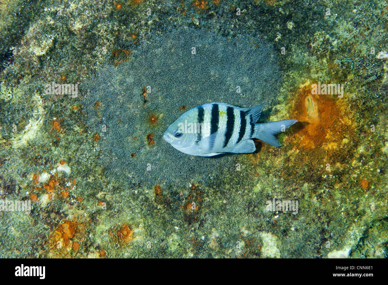 Le Sergent Major Abudefduf saxatilis femelle adulte garde les oeufs pondus sur épave Bonaire Antilles Petites Antilles Caraïbes sous le vent Banque D'Images