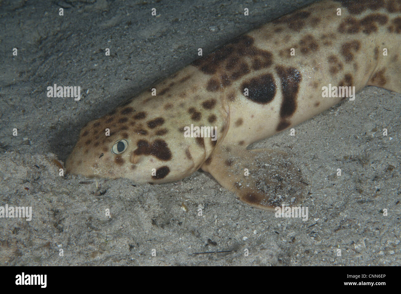 Carpetshark Hemiscyllium mouchetée indonésien freycineti des profils des fonds marins l'île de Raja Ampat Gam nuit à l'ouest de la Papouasie-Nouvelle-Guinée Indonésie Banque D'Images