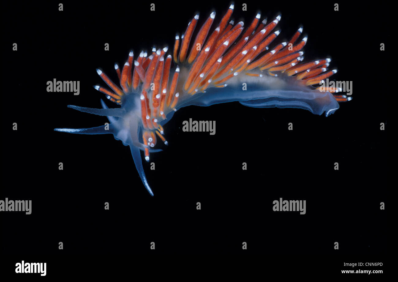 Limace de mer (Coryphella verrucosa) X 2/3 fl006701 Banque D'Images