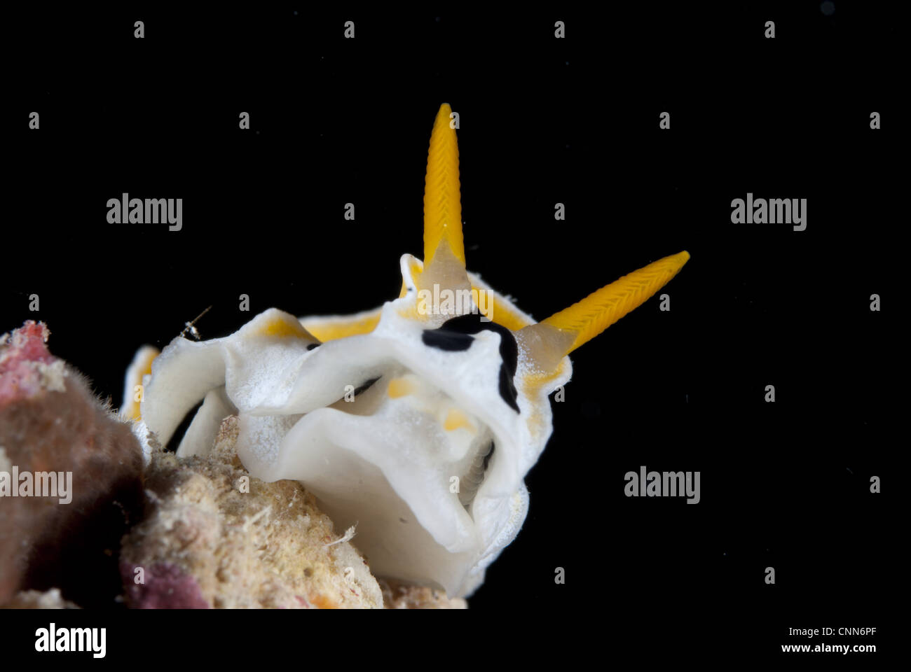 Nudibranche Reticuludia Reticulidia fungia face close-up adultes Arch Hatta Hatta près de Bandaneira près de Ambon Island Îles Moluques Banque D'Images