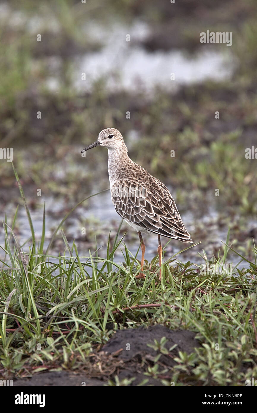 Ruff d'hiver de l'Afrique australe. Prises au Botswana dans le Delta de l'Okavango. Banque D'Images