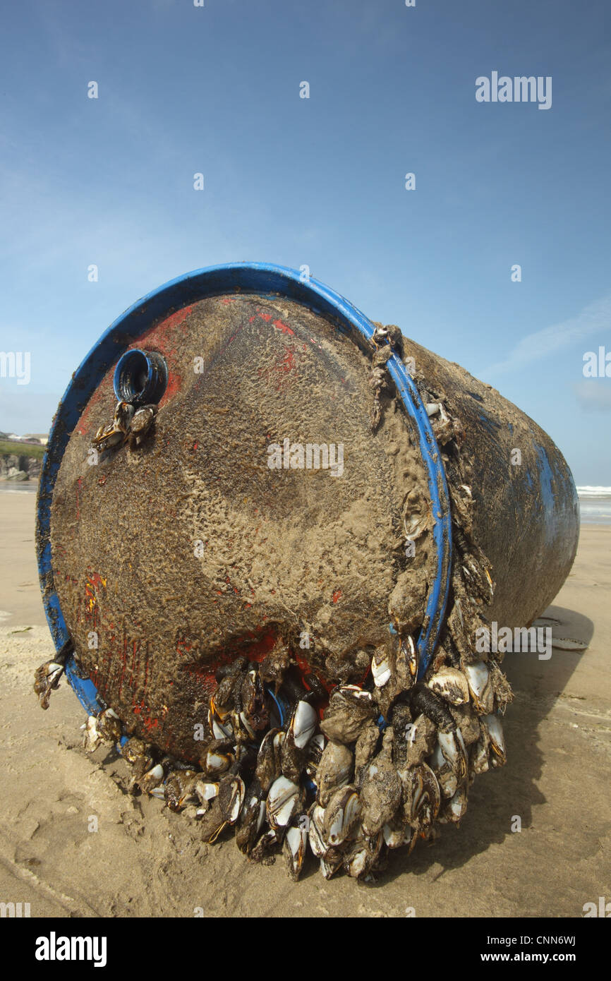 L'Oie commune Barnacle Lepas anatifera masse adultes attachés à tambour en plastique échoués sur beach Polzeath Cornwall Angleterre juin Banque D'Images