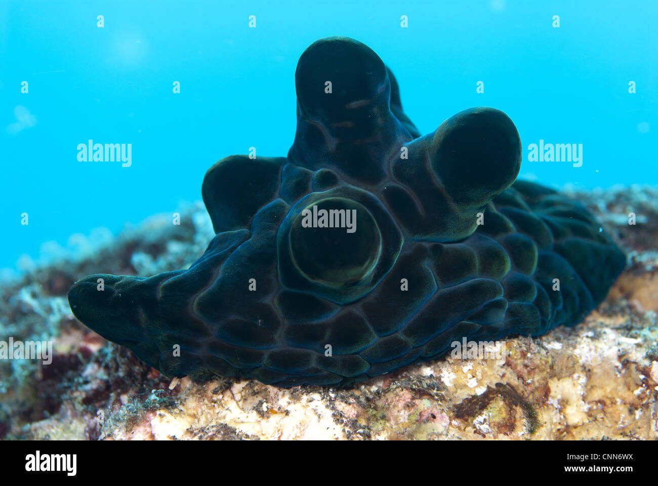 Velutinid Coriocella nigra (noir) des profils, sur l'île Reef, Komba moindre, îles de la sonde, Indonésie Banque D'Images