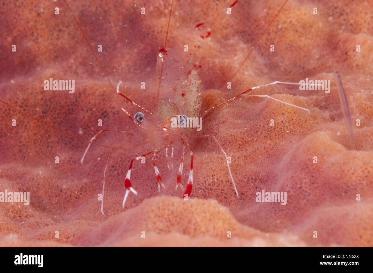 Antonbrunii Urocaridella Crevette Nettoyant claire éponge adultes nuit l'île de Lembata Archipel Solor moindre Îles de la sonde en Indonésie Banque D'Images