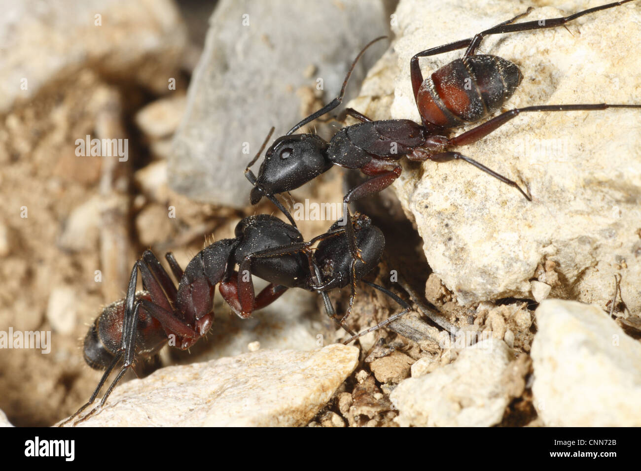 Fourmi Formica sp. les travailleurs adultes combats tête coupée tenant toujours près de mandibules Minerve Herault Languedoc-Roussillon Banque D'Images