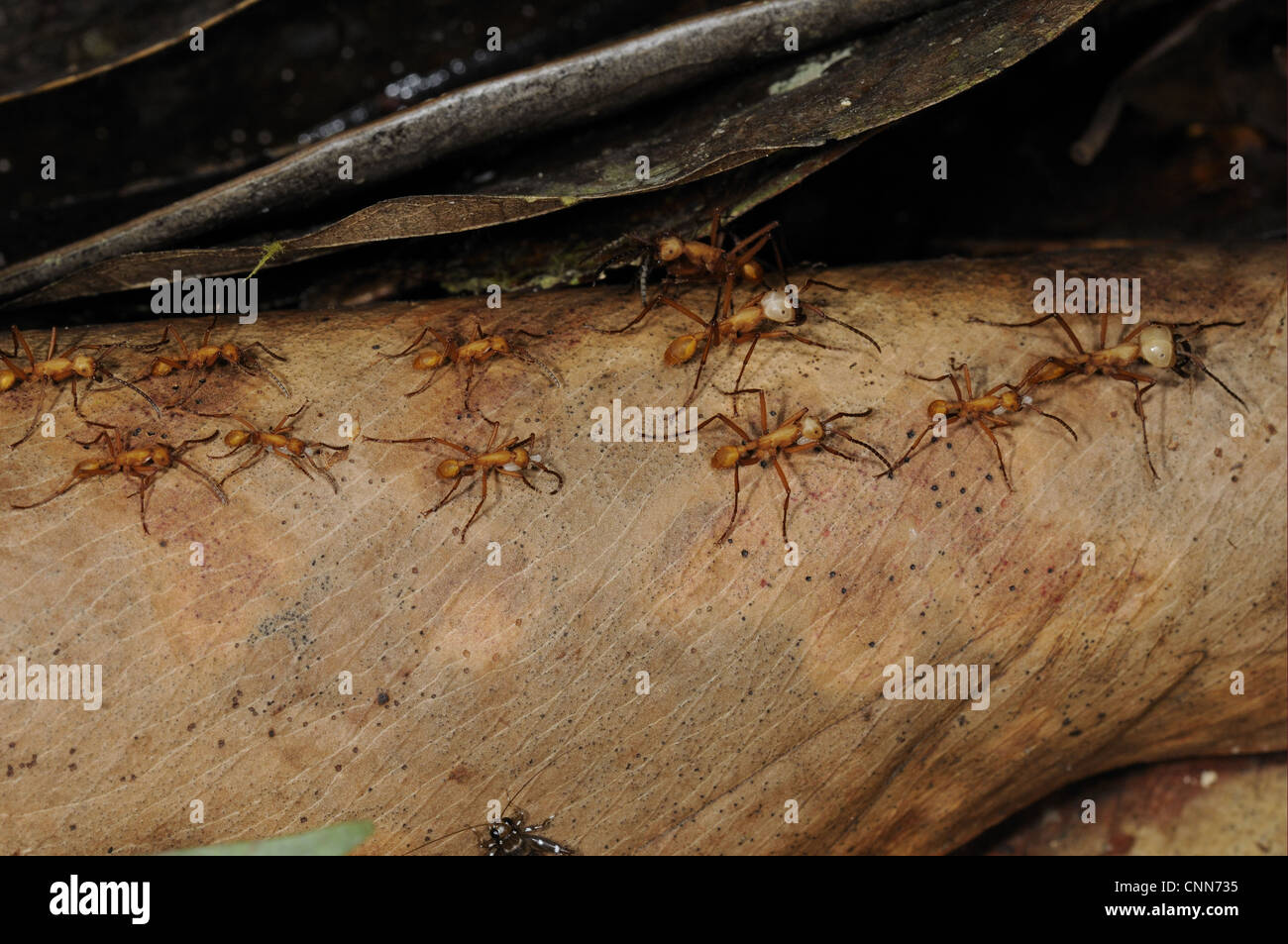 Ant de l'Armée rouge (Eciton sp.) adultes, transporter et déplacer les larves, pendant la phase de l'émigration, nomades colonie Rupununi, Guyana Banque D'Images